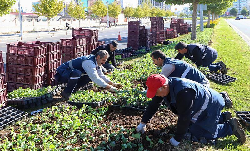 DİYARBAKIR'DA MİLYONLARCA LİRA DOĞRUDAN BİTKİ ALIMINA GİTTİ