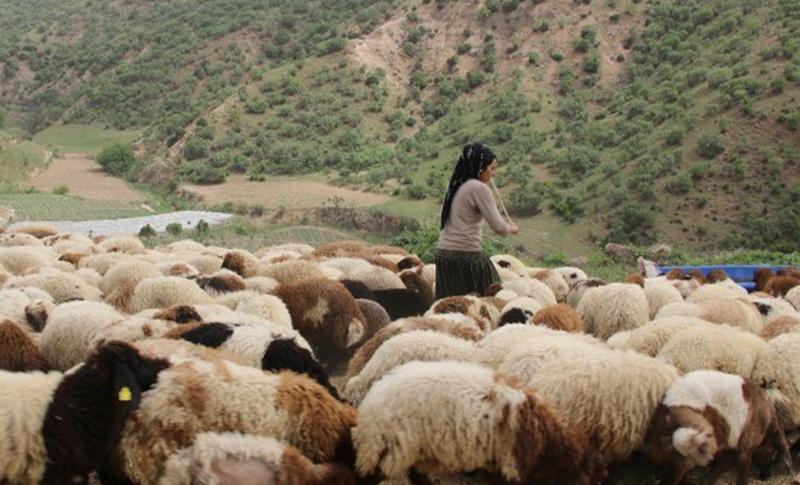 KOÇERLER OY KULLANMAK İÇİN YAYLA YOLCULUKLARINI ERTELEDİ