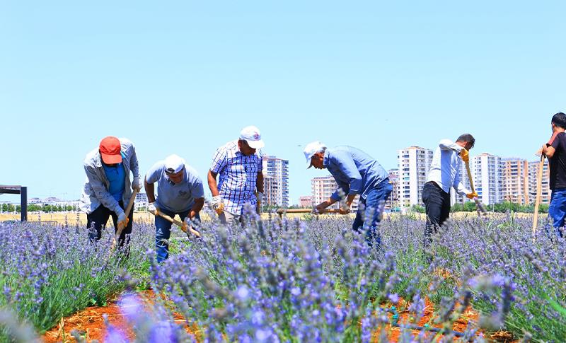 DİYARBAKIR’DA ‘LAVANTA PARKI’ AÇILDI