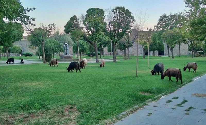 DİYARBAKIR'DAKİ PARKLAR MERA ALANI GİBİ OLDU