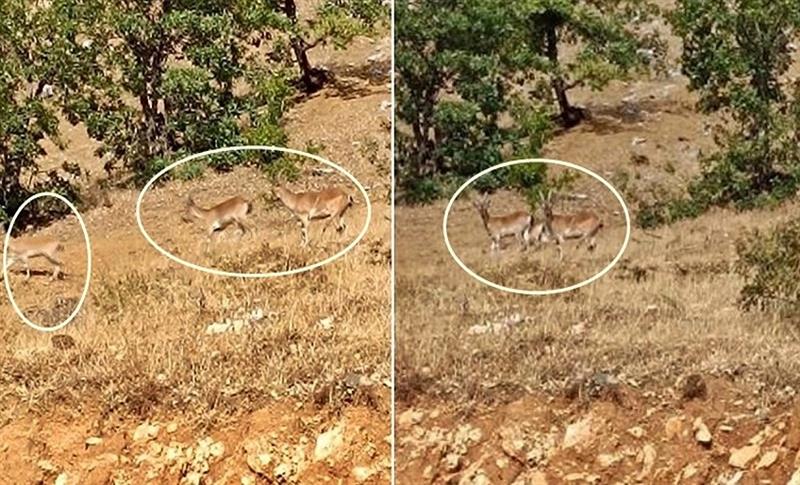 DİYARBAKIR’DA NESLİ TÜKENME TEHLİKESİ ALTINDA OLAN KEÇİ GÖRÜNTÜLENDİ