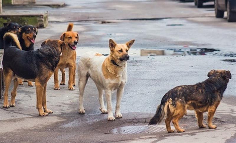 3 BAKANLIK SOKAKTA YAŞAYAN KÖPEKLER İÇİN BİRLİKTE ÇALIŞACAK