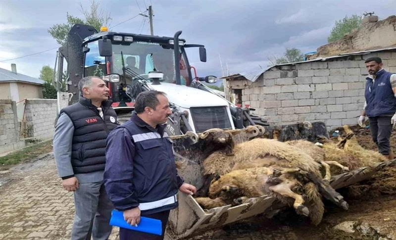 VAN’DA 130 KOYUN AYNI ANDA TELEF OLDU