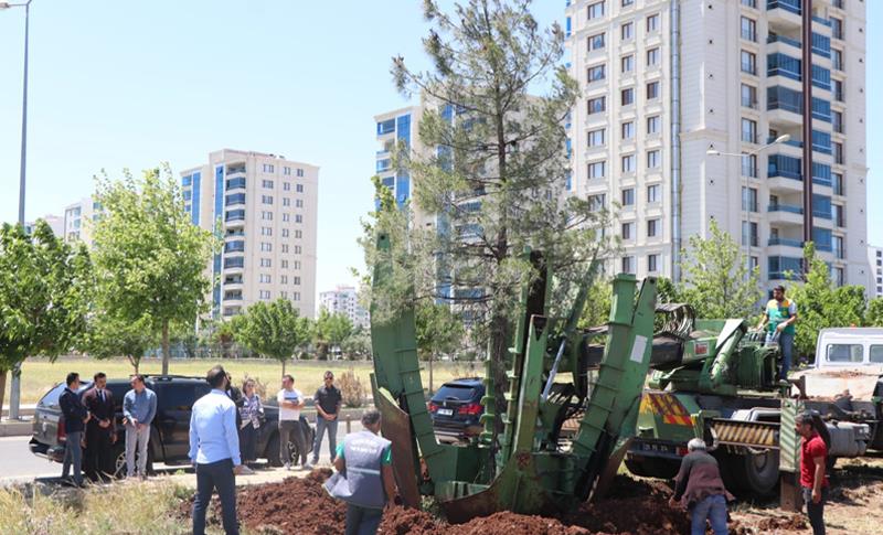 ÇEYREK ASIRLIK AĞAÇLAR PARK 75’E TAŞINDI