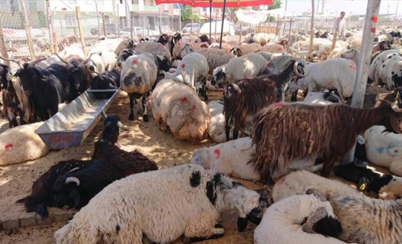 FIROTINA QURBANAN LI GOR SALA BORÎ GELEK KÊM BÛ