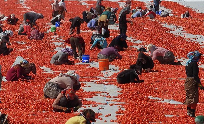 HILBERÎNERÊN FIRINGIYAN: ‘BILA LI AMEDÊ TESÎS WERIN ÇÊKIRIN’